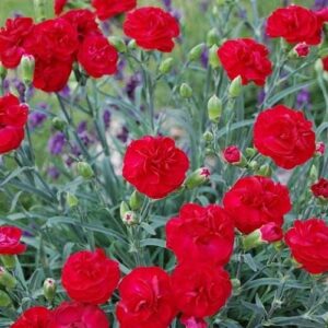 Dianthus Passion - 1.4Ltr