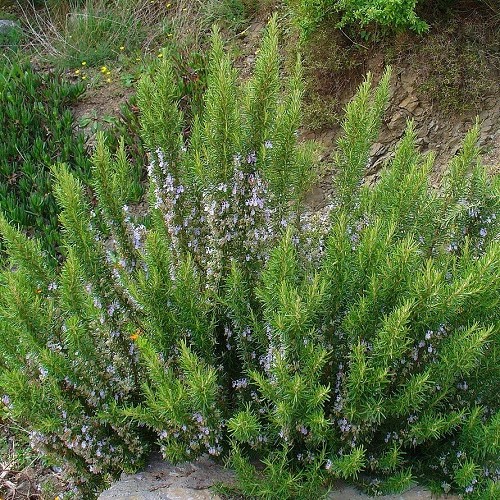 Rosmarinus officinalis, Rosemary - Image 2