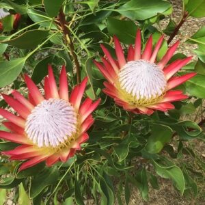 Protea Madiba - 6Ltr