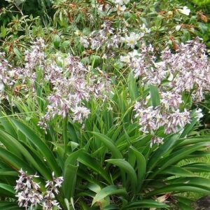 Arthropodium Bigbold Pink, Rengarenga - Pot