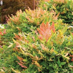 Nandina Gulfstream, Heavenly Bamboo - Pot