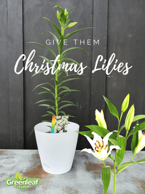 Christmas Lily, Snow Queen  - 2.5Ltr (60/100)