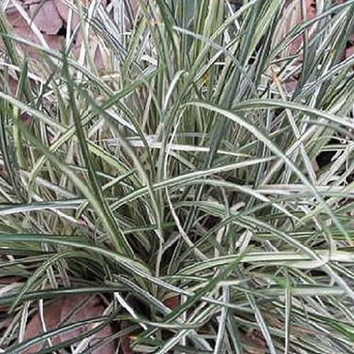 Ophiopogon Silver Dragon - Pb5