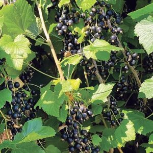 Blackcurrant Laxton Tinker - 2.5Ltr