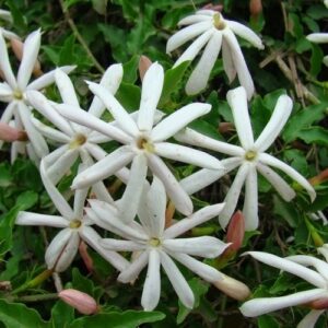 Jasminum azoricum - 2Ltr/2.5Ltr