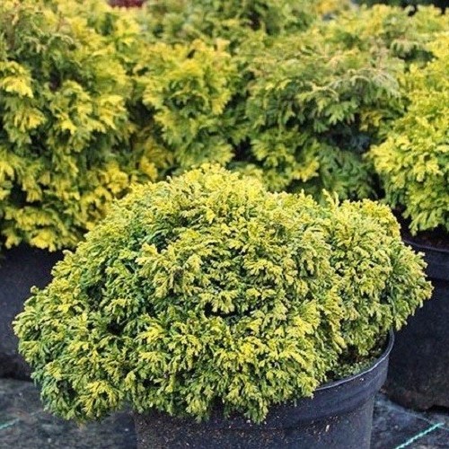 Chamaecyparis Nana Aurea - 2.5Ltr
