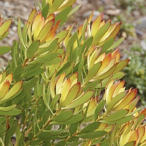 Leucadendron Bells Sunrise - 3.5Ltr - Image 2