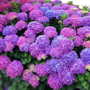 Hydrangea Mathilda Gutges
