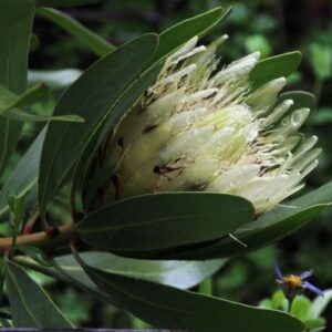 Protea repens Alba - 2.4Ltr