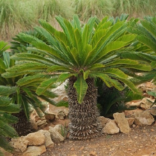 Cycas revoluta, Sago Palm - 6Ltr