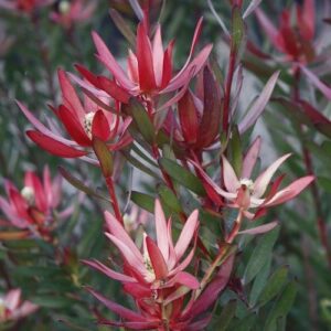 Leucadendron Loving Memories - 3.5Ltr
