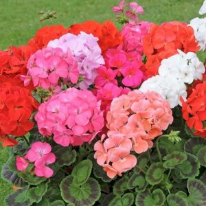Geranium Zonal - 1.5Ltr