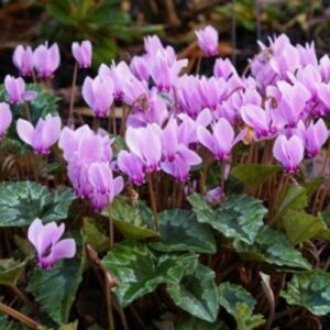 Cyclamen hederifolium - Pot