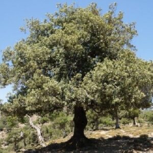 Quercus ilex, Holm Oak - 35Ltr(150/230)