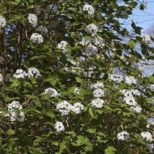 Viburnum Fulbrook - 3.3Ltr