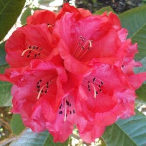 Rhododendron Huntington - 6Ltr