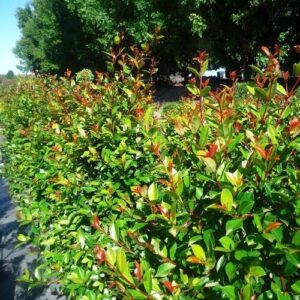 Syzygium ventinatii, Lilly Pilly