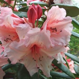 Rhododendron Virginia Richards - 6Ltr