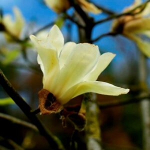 Magnolia Sundance - Pb28