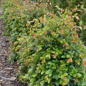 Syzygium Resilience, Lilly Pilly - 6ltr 1.3m bushy