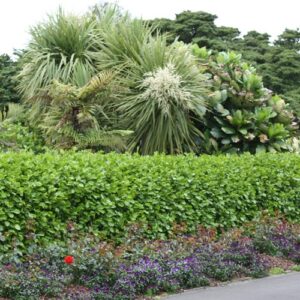 Griselinia Broadway Mint - 25Ltr