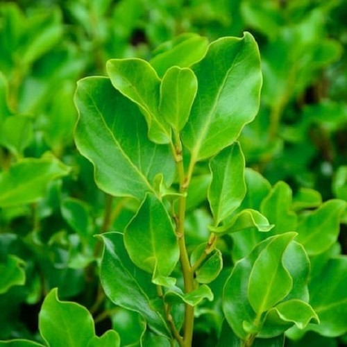 Griselinia Broadway Mint - 25Ltr - Image 2