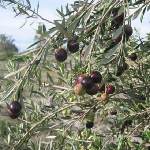 Olive Manzanillo - 25Ltr/35Ltr