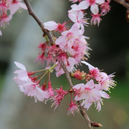 Prunus Pink Cloud - 35Ltr - Image 2