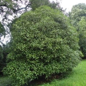 Pittosporum dallii