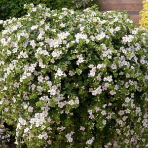 Bacopa Gulliver White - 1.5Ltr