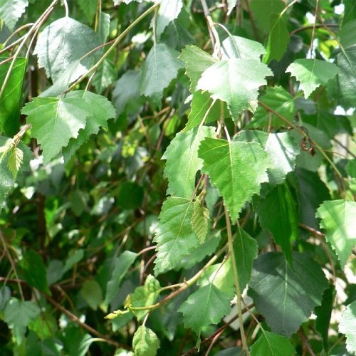 Betula pendula Youngii, Young's Weeping Birch - Pb28 - Image 2