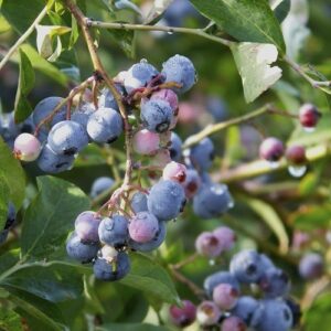 Blueberry Summer Blue - 1.9Ltr