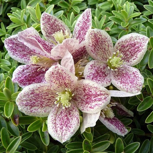 Clematis Freckles - 3.5Ltr