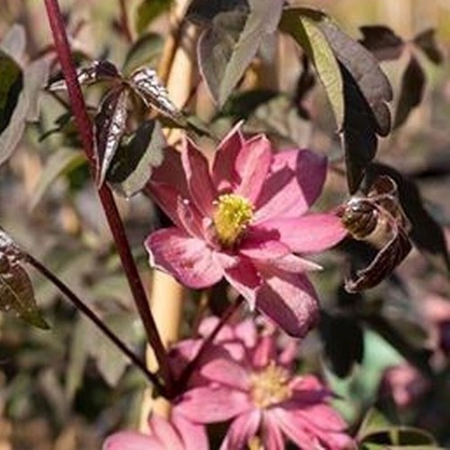 Clematis Ross Star - 2.4Ltr/3.3Ltr