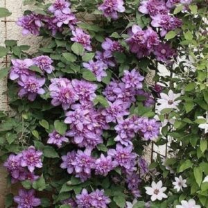 Clematis Vyvyan Pennell - 3.5Ltr