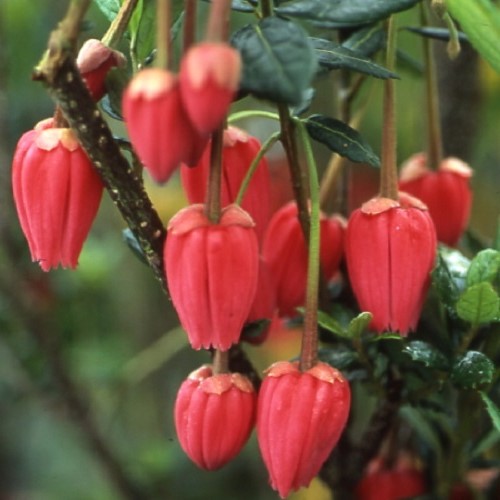 Crinodendron hookerianum, Chilean Lantern Tree - 2.5Ltr/3.5Ltr - Image 2