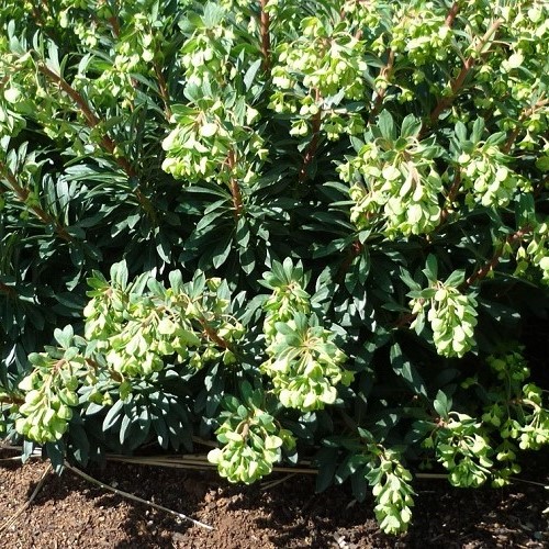 Euphorbia x Ascot Jade - 1.5Ltr