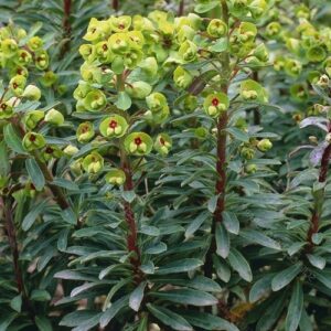 Euphorbia Martinii, Martin's Spurge - 2.5Ltr