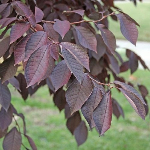 Fagus sylvatica Purpurea, Copper beech - 45Ltr - Image 2