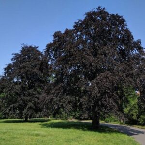 Fagus sylvatica Purpurea, Copper beech - 45Ltr