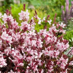 Gaura Lollipop Blush, Beeblossom - 2.5Ltr