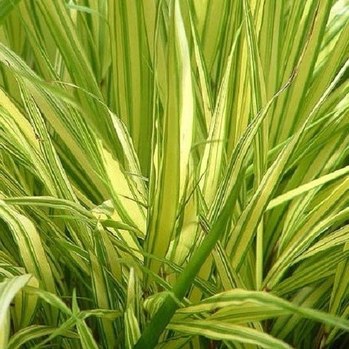 Hakonechloa Aureola, Hakone Grass - 2.5Ltr - Image 2
