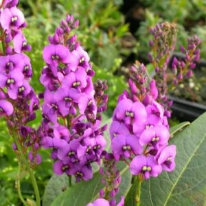 Hardenbergia Regent, Purple Coral Pea - 2.5Ltr