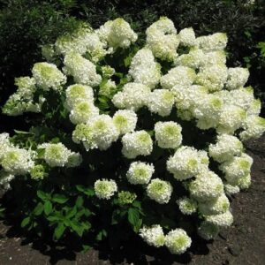 Hydrangea Bombshell - 3.3Ltr