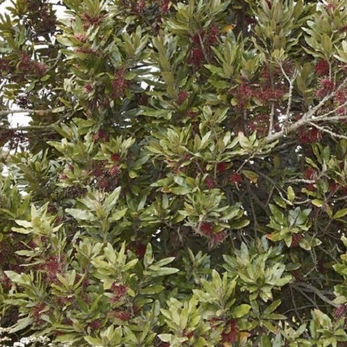 Knightia excelsa - 25Ltr/35Ltr