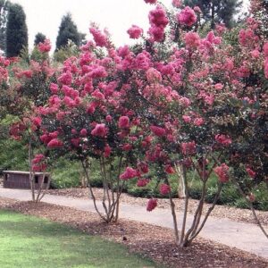 Lagerstroemia indica, Crepe Myrtle - Pb5