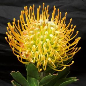Leucospermum Ayoba Sun, Pincushion - 1.5Ltr