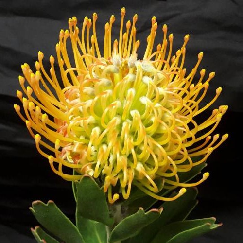 Leucospermum Ayoba Sun, Pincushion - 1.5Ltr