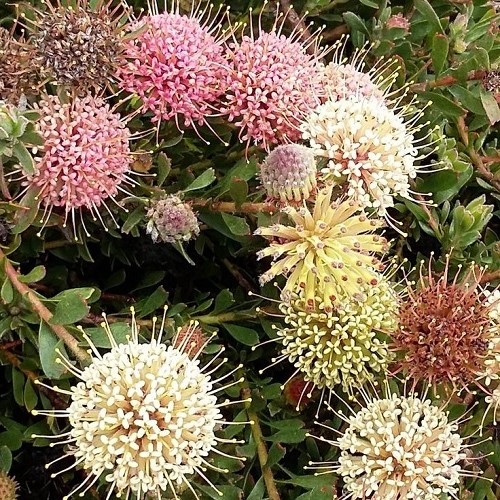 Leucospermum heterophylla, Pincushion - 1.5Ltr