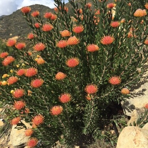 Leucospermum Lanii, Pincushion - 1.5Ltr